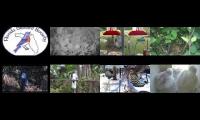 BirdsNestingBirdsFeeder 8