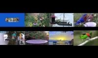 BirdsNestingBirdsFeeder 26