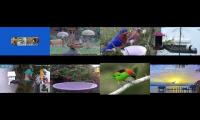 BirdsNestingBirdsFeeder 26