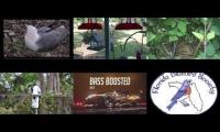 BirdsNestingBirdsFeeder 8