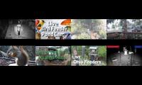 BirdsNestingBirdsFeeder 20