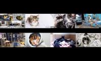 Kittens and Cats Livestreams Galore