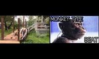Monkey and the old man with a hammer