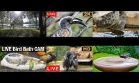 birdnestinglivesream 10