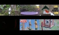 birdnestinglivesream 24