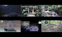 birdnestinglivesream 26