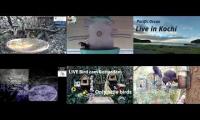 birdnestinglivesream 26