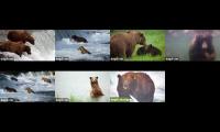 Thumbnail of Bears of Brooks Falls