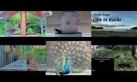 birdnestinglivesream 9