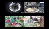 birdnestinglivesream 26