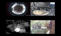 Thumbnail of birdnestinglivesream 26