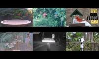 Thumbnail of birdnestinglivesream 24