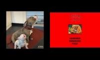 dog growling to metal