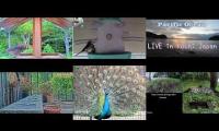 birdnestinglivesream 9