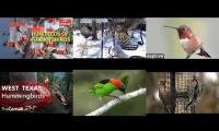 birdnestinglivesream 25