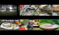 birdnestinglivesream 10