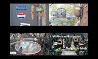 birdnestinglivesream 28