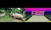 Max Speed Turtles- F-Zero White Land X Giant Tortoises