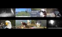 Thumbnail of birdnestinglivesream 17 ( C )
