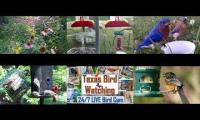 Thumbnail of birdnestinglivesream 21