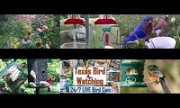 birdnestinglivesream 21