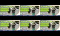 cara menanam aglonema sistem hidroponik