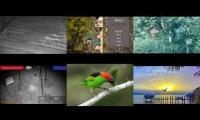 birdnestinglivesream 24