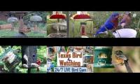birdnestinglivesream 21