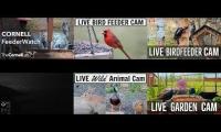 birdnestinglivesream 4