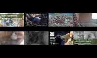 Thumbnail of birdnestinglivesream 17 ( A )