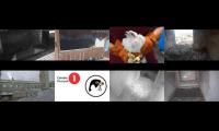 birdnestinglivesream 17 ( I )