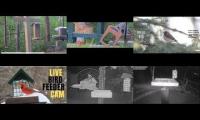 Thumbnail of birdnestinglivesream 27