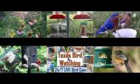 Thumbnail of birdnestinglivesream 21