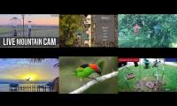 birdnestinglivesream 24