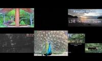 birdnestinglivesream 9 ( A )