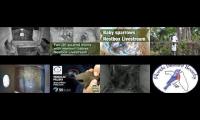 Thumbnail of birdnestinglivesream 9  ( C )