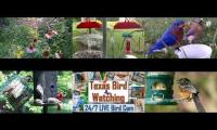 Thumbnail of birdnestinglivesream 21