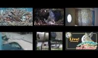 Thumbnail of birdnestinglivesream 9  ( C )