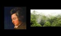 mozart forest concerto