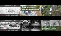 Thumbnail of birdnestinglivesream 9  ( D )