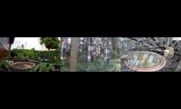 birdnestinglivesream 23  ( B )