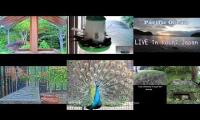 birdnestinglivesream 9 ( A )