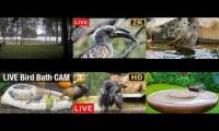 birdnestinglivesream 10