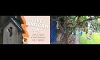 birdnestinglivesream 27  (  A  )