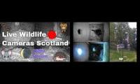Thumbnail of birdnestinglivesream 27  (  B )