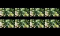 Thumbnail of PANEN PISANG SAMBIL CURHAT