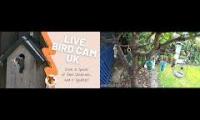 birdnestinglivesream 27  (  A  )