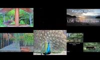Thumbnail of birdnestinglivesream 9 ( A )