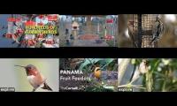 Thumbnail of birdnestinglivesream 25