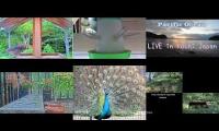birdnestinglivesream 9 ( A )